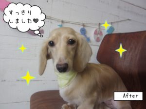 おすましミニチュアダックス