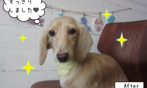 おすましミニチュアダックス