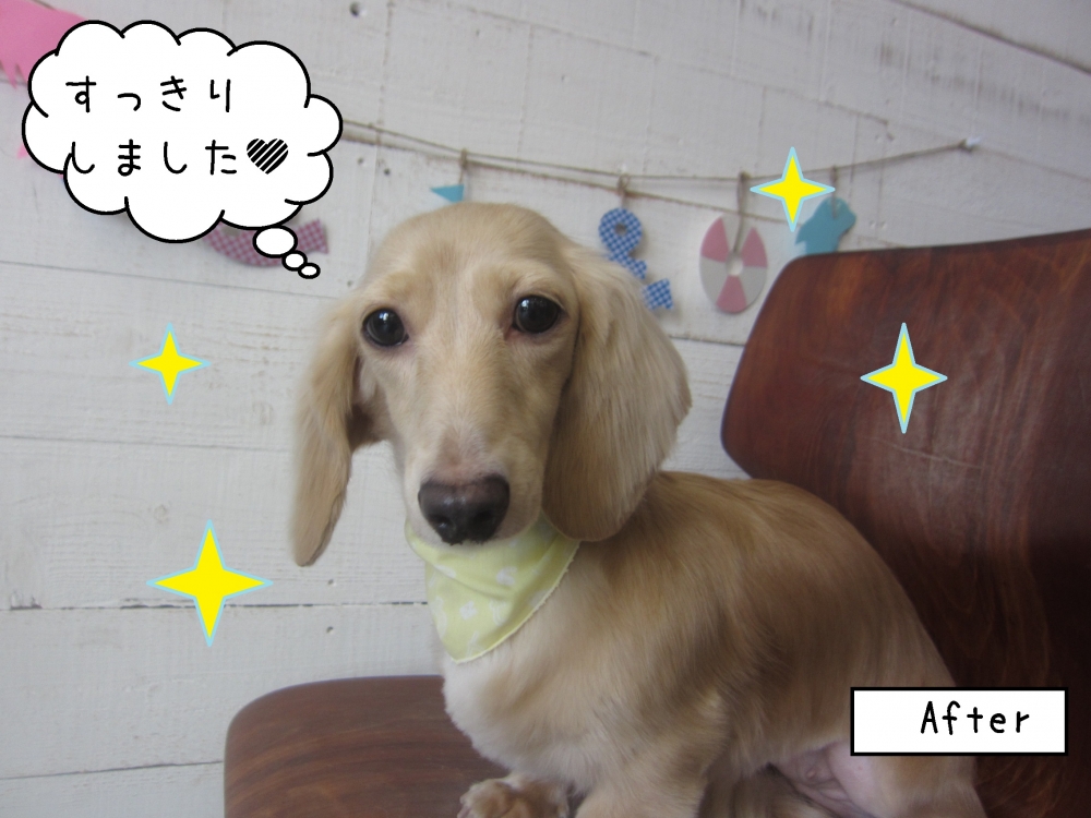 おすましミニチュアダックス