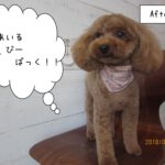 えっへん茶トイプードル