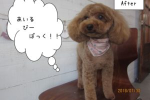 えっへん茶トイプードル