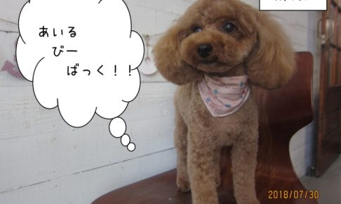 えっへん茶トイプードル