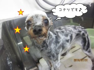 シャンプー中ミックス