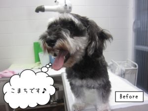 施術前ミニチュアシュナウザー