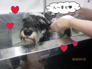 シャンプー中ミニチュアシュナウザー