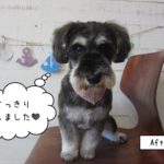 おすましミニチュアシュナウザー