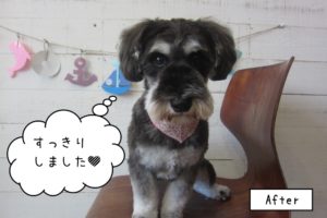 おすましミニチュアシュナウザー