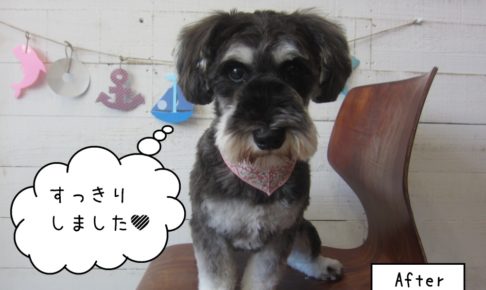 おすましミニチュアシュナウザー