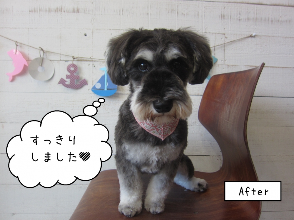 おすましミニチュアシュナウザー