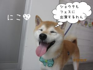 施術後柴犬