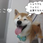 にっこり柴犬