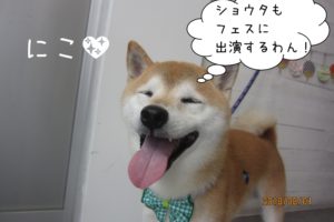 にっこり柴犬