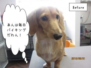 施術前ミニチュアダックス