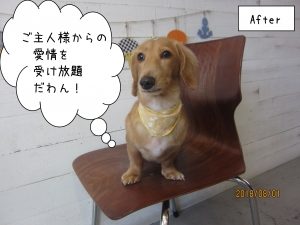 おすまし黄色バンダナミニチュアダックス