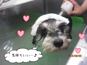 スパ中ミニチュアシュナウザー