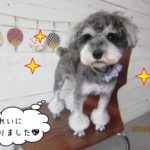 おすましミニチュアシュナウザー