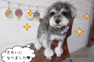 おすましミニチュアシュナウザー