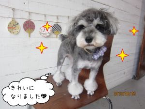 おすましミニチュアシュナウザー