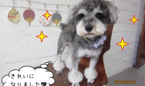 おすましミニチュアシュナウザー