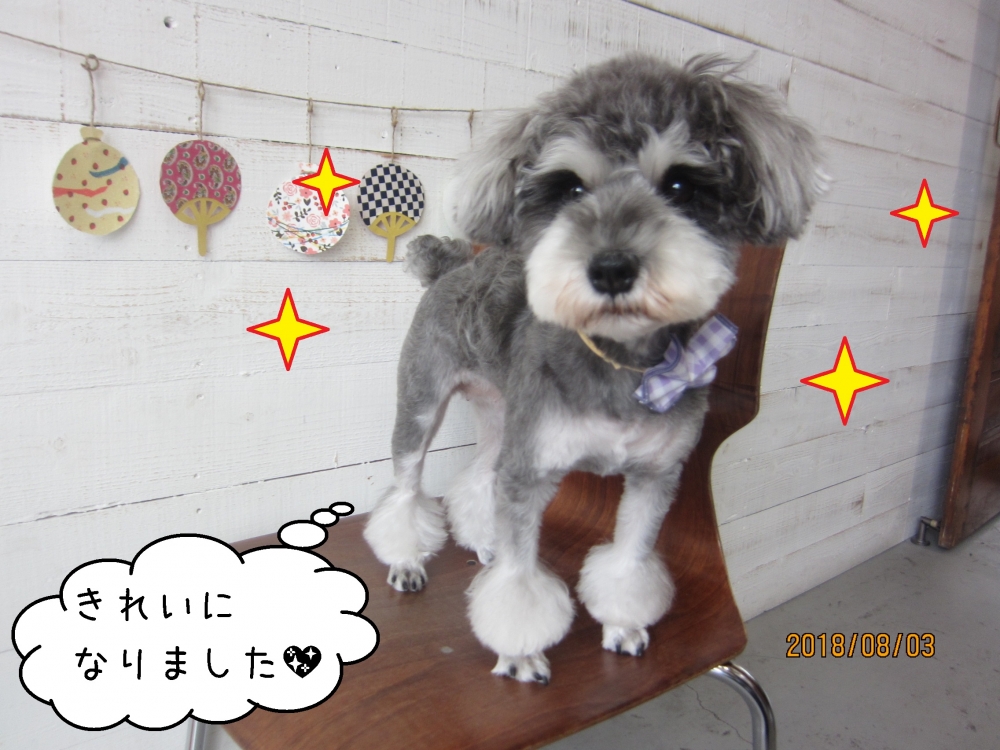 おすましミニチュアシュナウザー