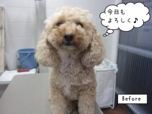 施術前トイプードル