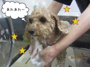 シャンプー中トイプードル
