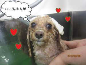 スパ中トイプードル