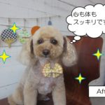 おすましトイプードル