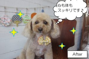 おすましトイプードル