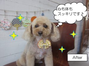 おすましトイプードル