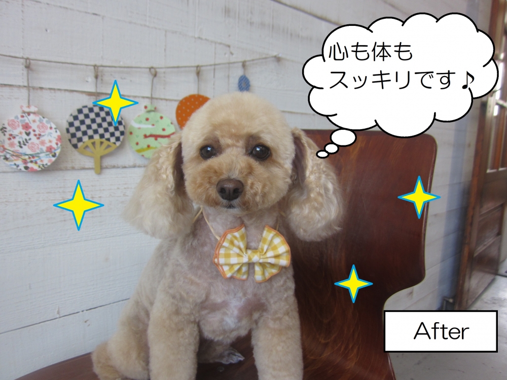 おすましトイプードル