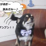 しっぽブンブンチワワ