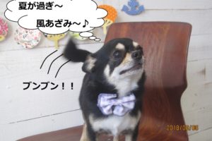 しっぽブンブンチワワ