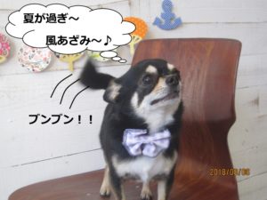 しっぽブンブンチワワ