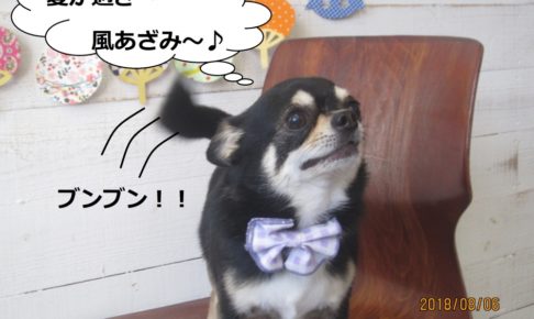 しっぽブンブンチワワ