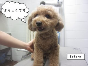 施術前トイプードル