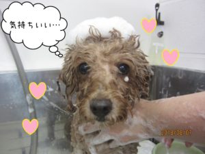 シャンプー中