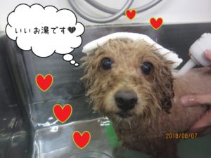 スパ中トイプードル