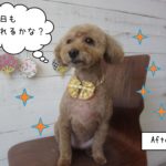 施術後ひきしまった顔トイプードル