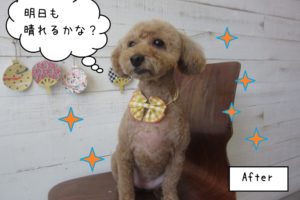 施術後ひきしまった顔トイプードル