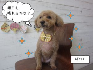 施術後ひきしまった顔トイプードル