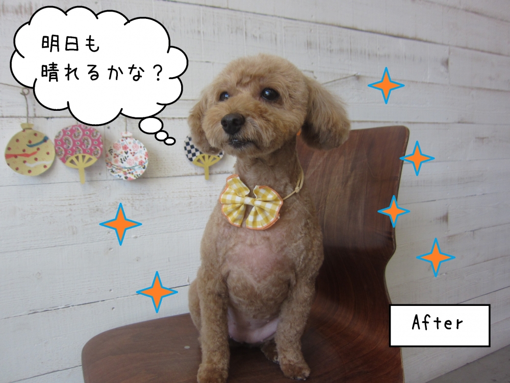 施術後ひきしまった顔トイプードル