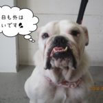 イングリッシュブルドッグ
