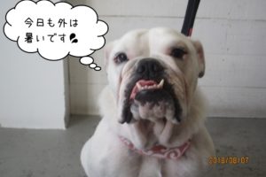 イングリッシュブルドッグ