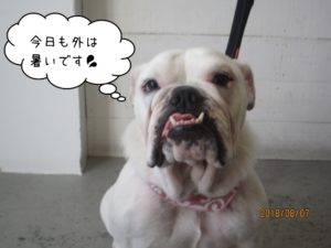 イングリッシュブルドッグ