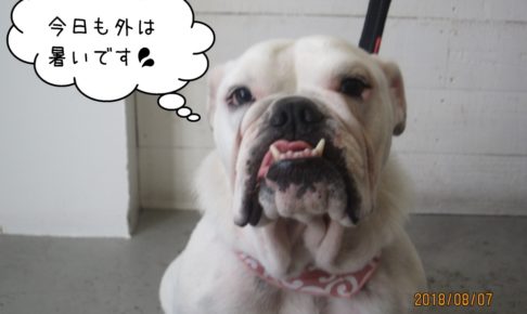 イングリッシュブルドッグ