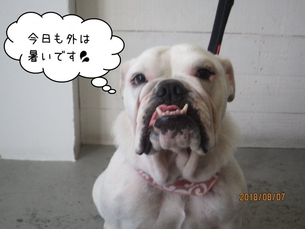 イングリッシュブルドッグ