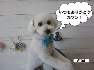 白トイプードル