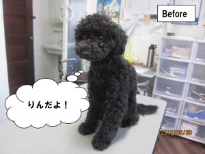 施術前黒トイプードル