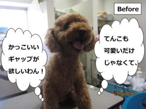 カット前トイプードル